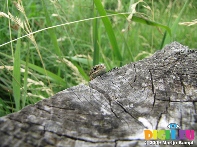 SX07596 Viviparous Lizard peaking over post (Zootaco vivipara)